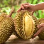 Manfaat Buah Durian