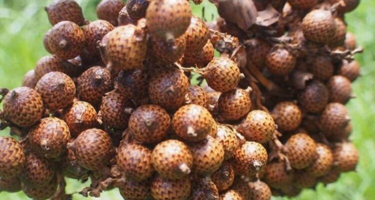 Manfaat Buah Jernang untuk Kesehatan