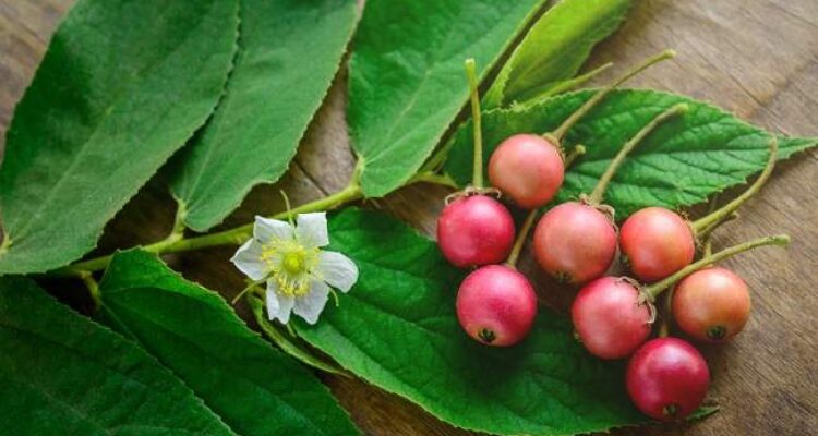 Manfaat Buah Talok bagi Kesehatan