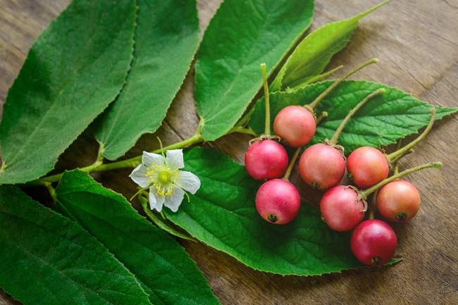 Manfaat Buah Talok bagi Kesehatan